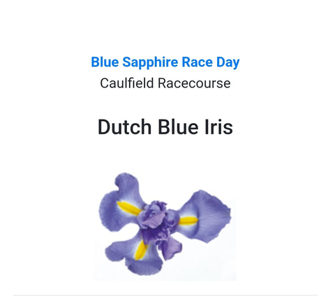 BLUE SAPPHIRE RACE DAY - Dutch Blue Iris Buttonhole