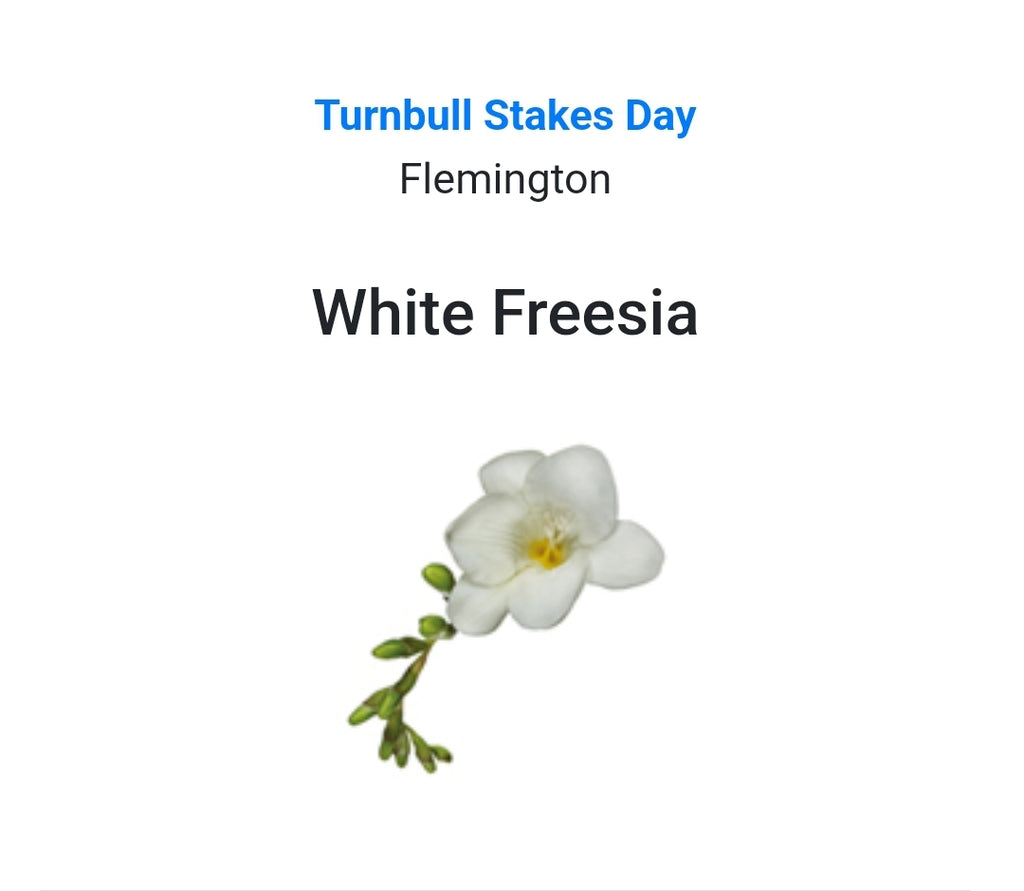 TURNBULL STAKES DAY - White Freesia Buttonhole